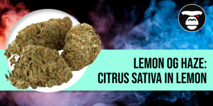 Close-up of a long, resinous Lemon OG Haze bud with bright neon green leaves and gold hairs.